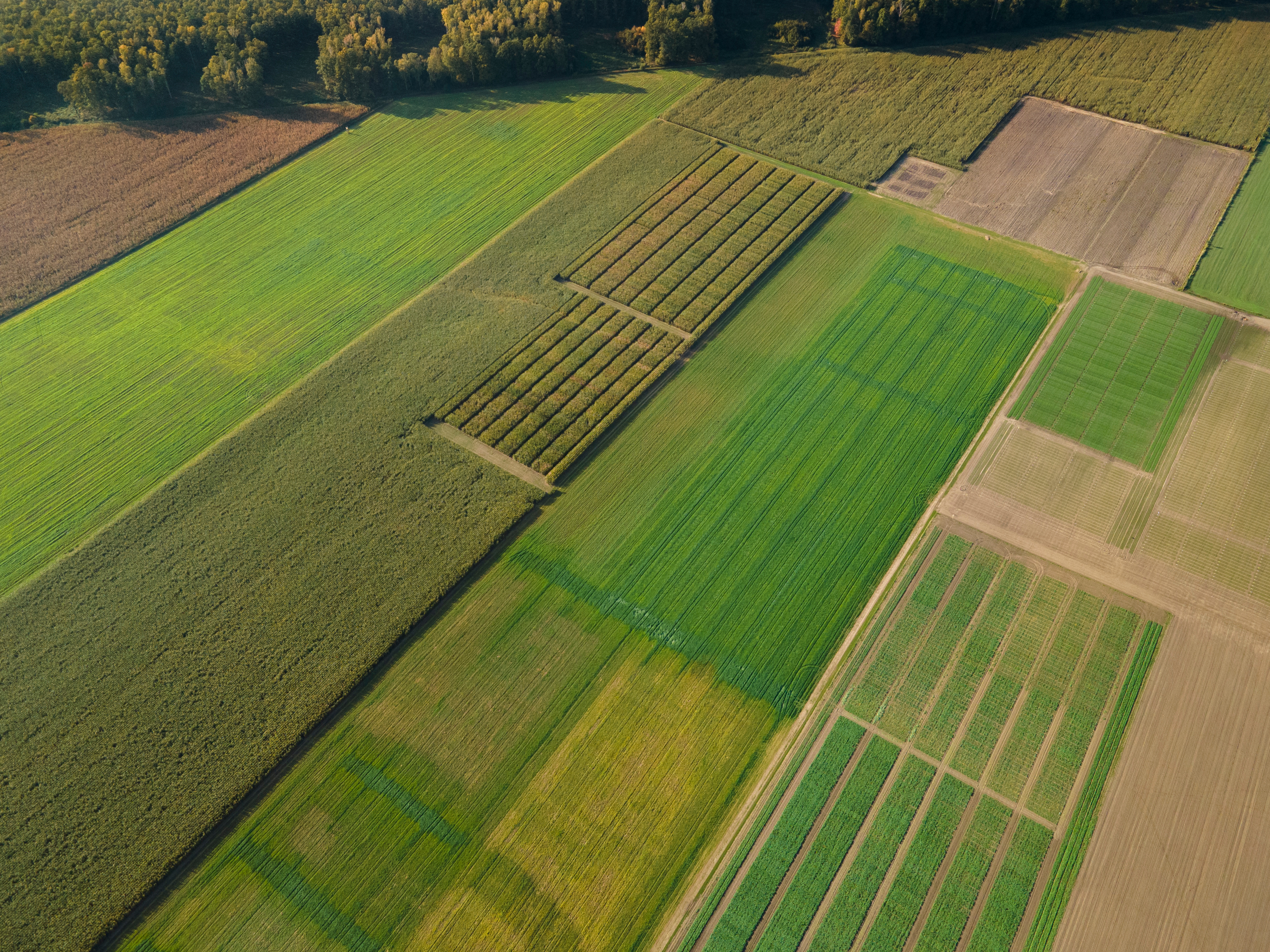 Innovations in Plant Variety Testing in Australia (INVITA)